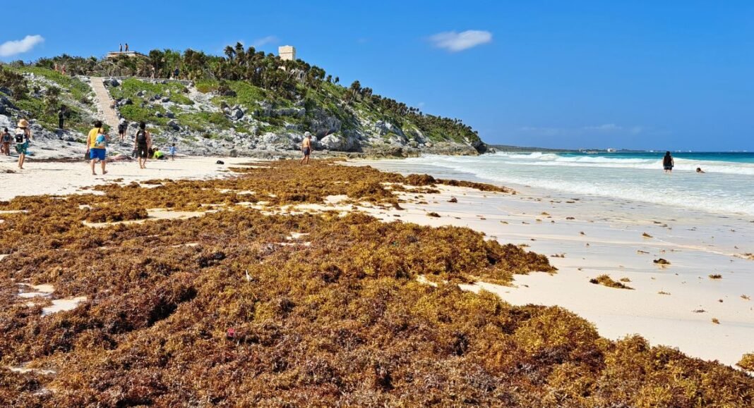 Sargassum Cleared On Tulum Beaches Falls Nearly 70 Percent in 2024