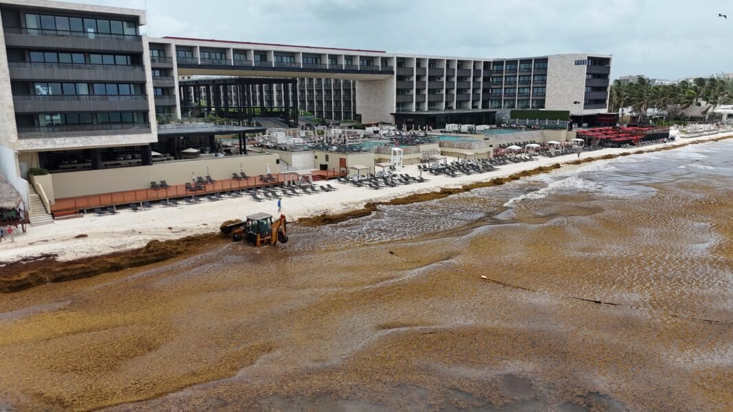 Mexican beaches overwhelmed by the worst arrival of Sargassum ever

