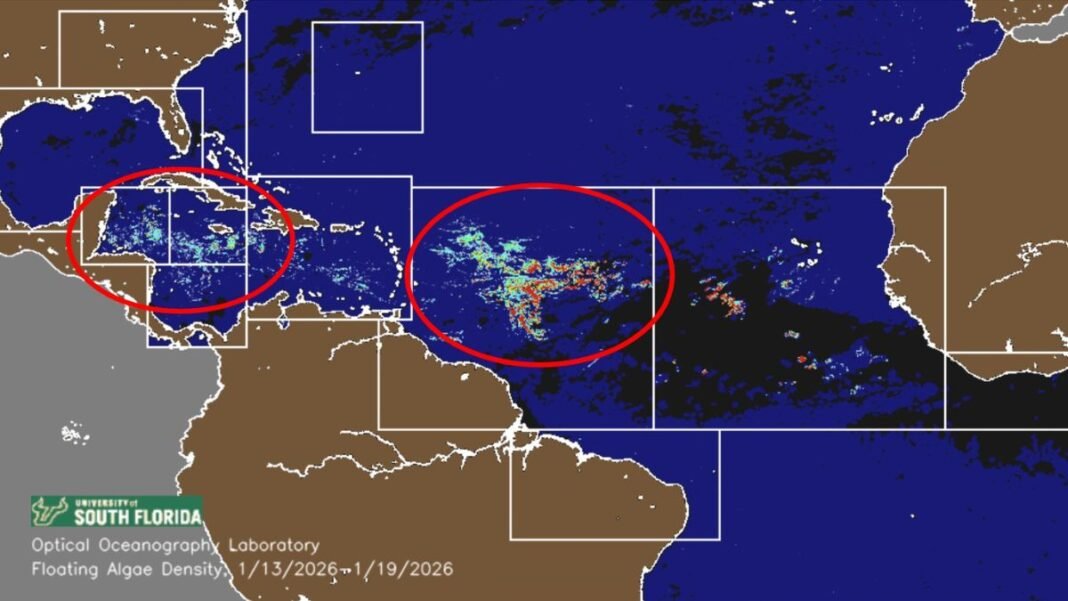 7 Million Tons of Sargassum Moving Towards Mexico and the Caribbean