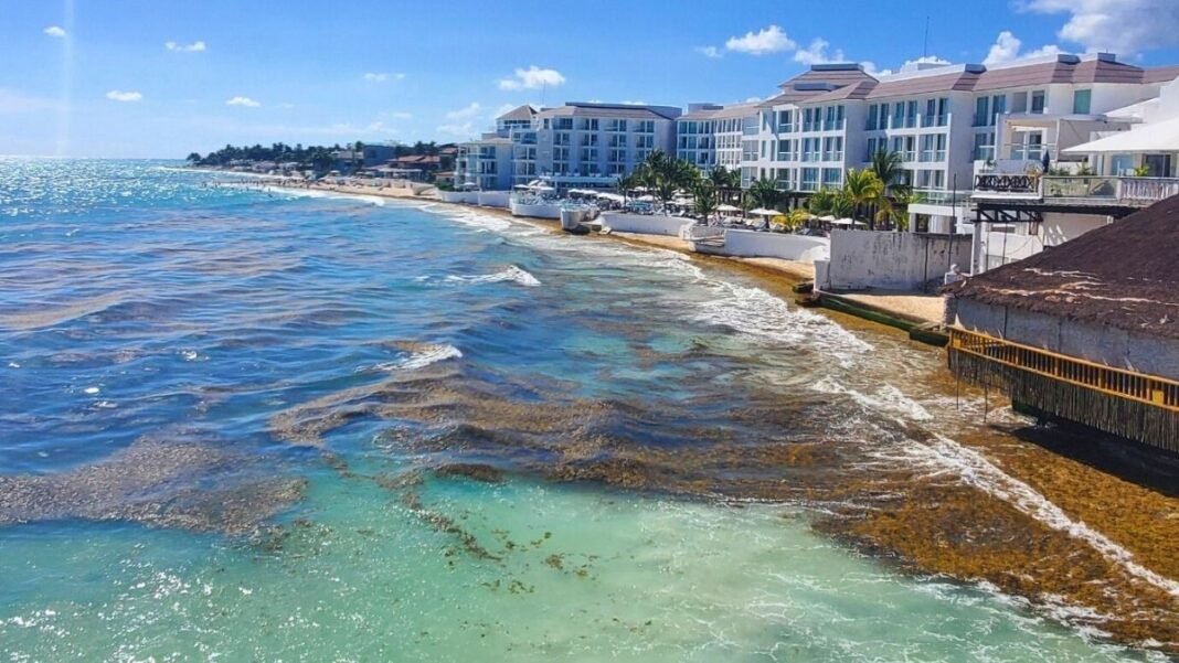 2026 Sargassum Forecast: Caribbean Hotspots Already Seeing First Arrivals