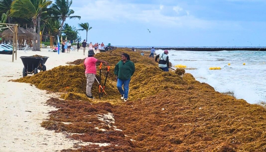 The Latest Satellite Images Reveal a Massive Sargassum Arrival this Season